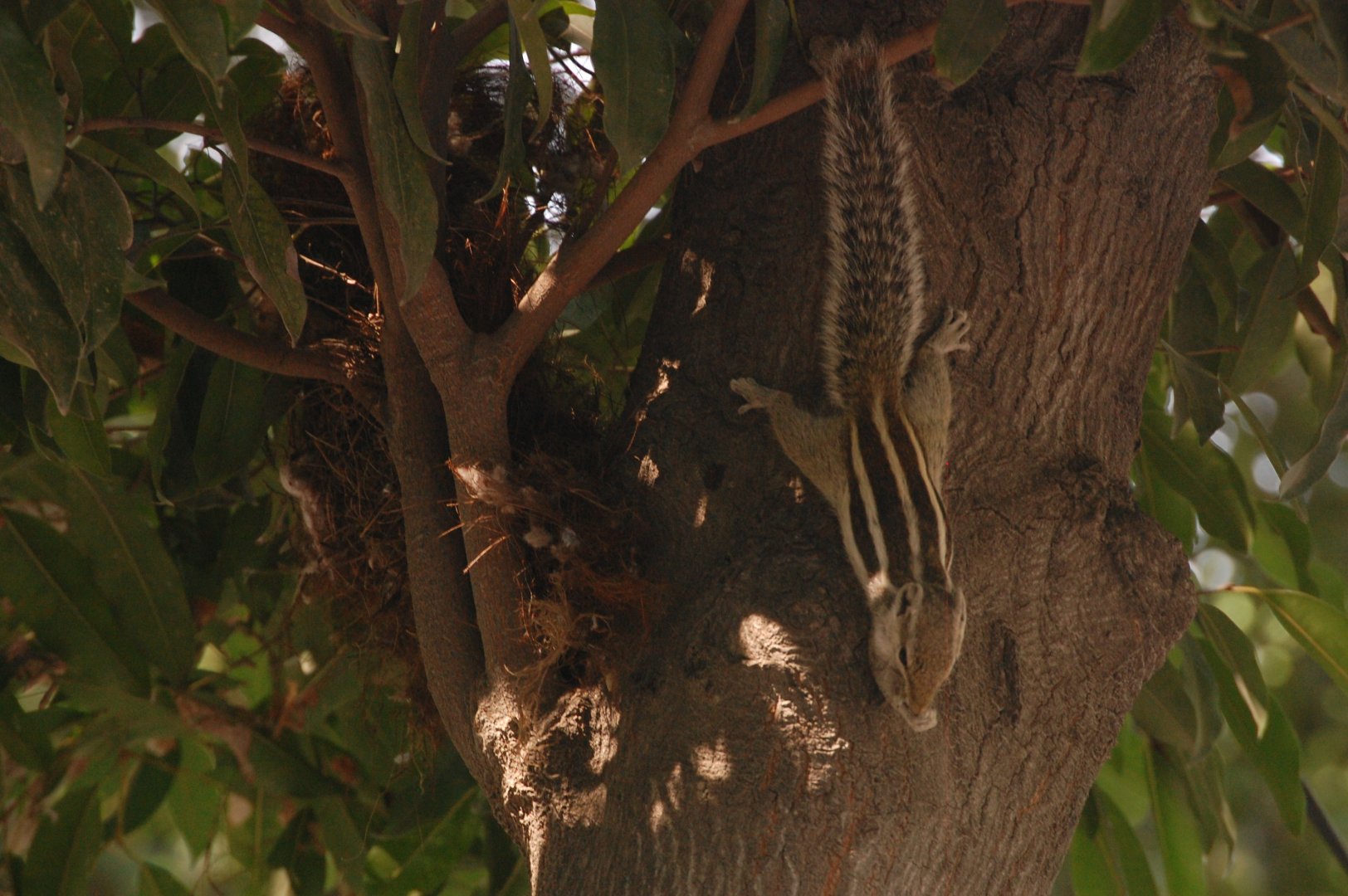 Wild northern-palm squirrel and nest - Lahore zoo 8/9/2021