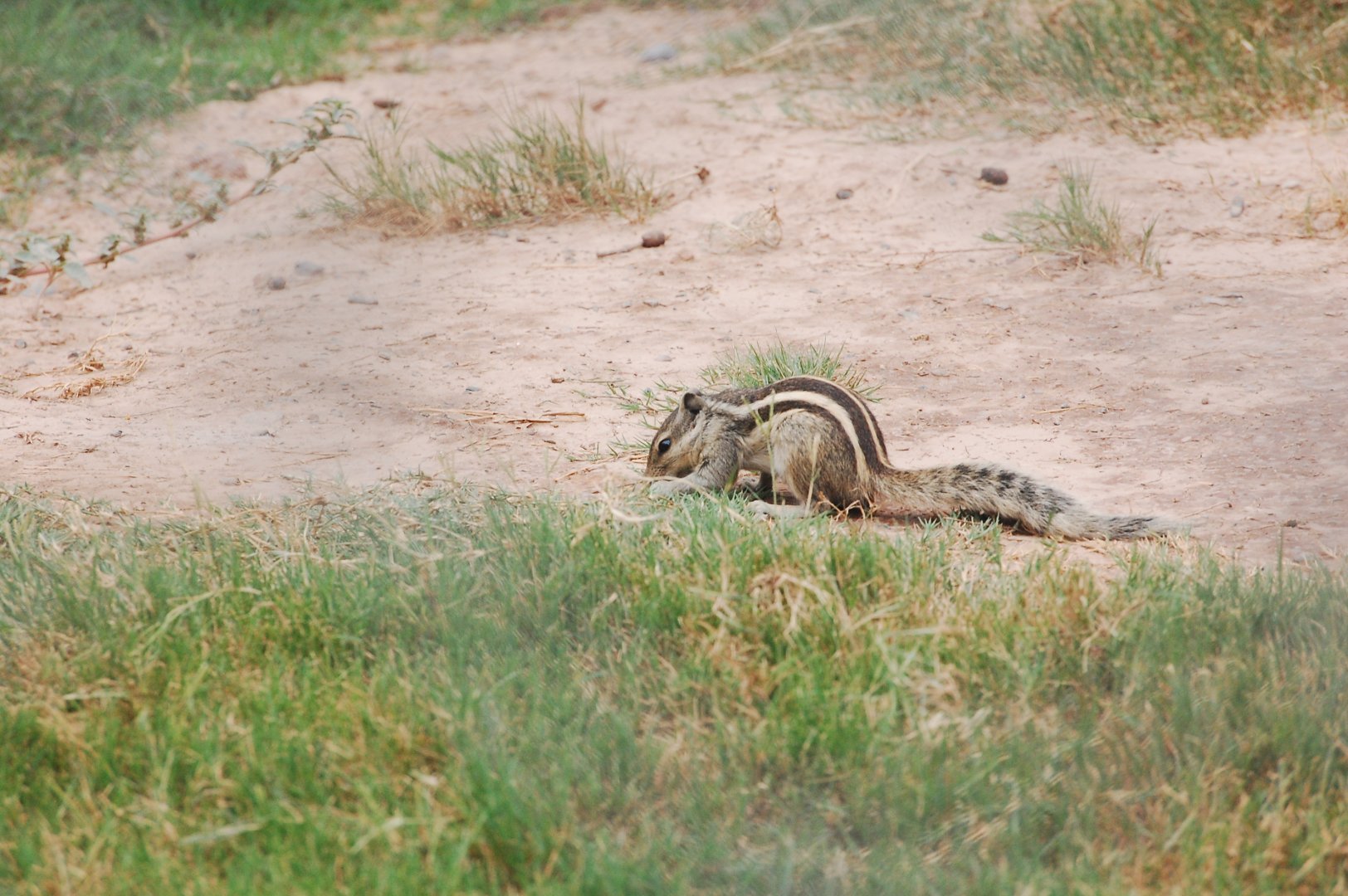 Wild northern palm squirrel - Peshawar zoo 6/23/2019