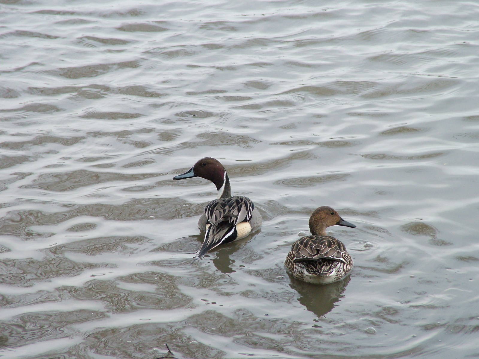 Wild Northern Pintail at Slimbridge 06/02/10
