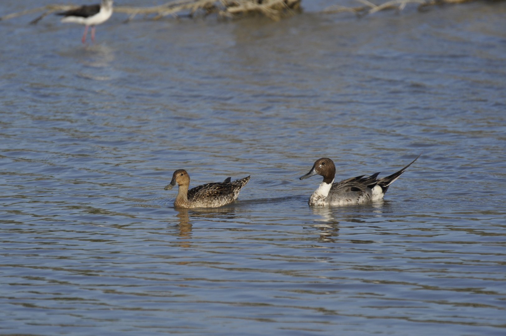 Wild northern pintail