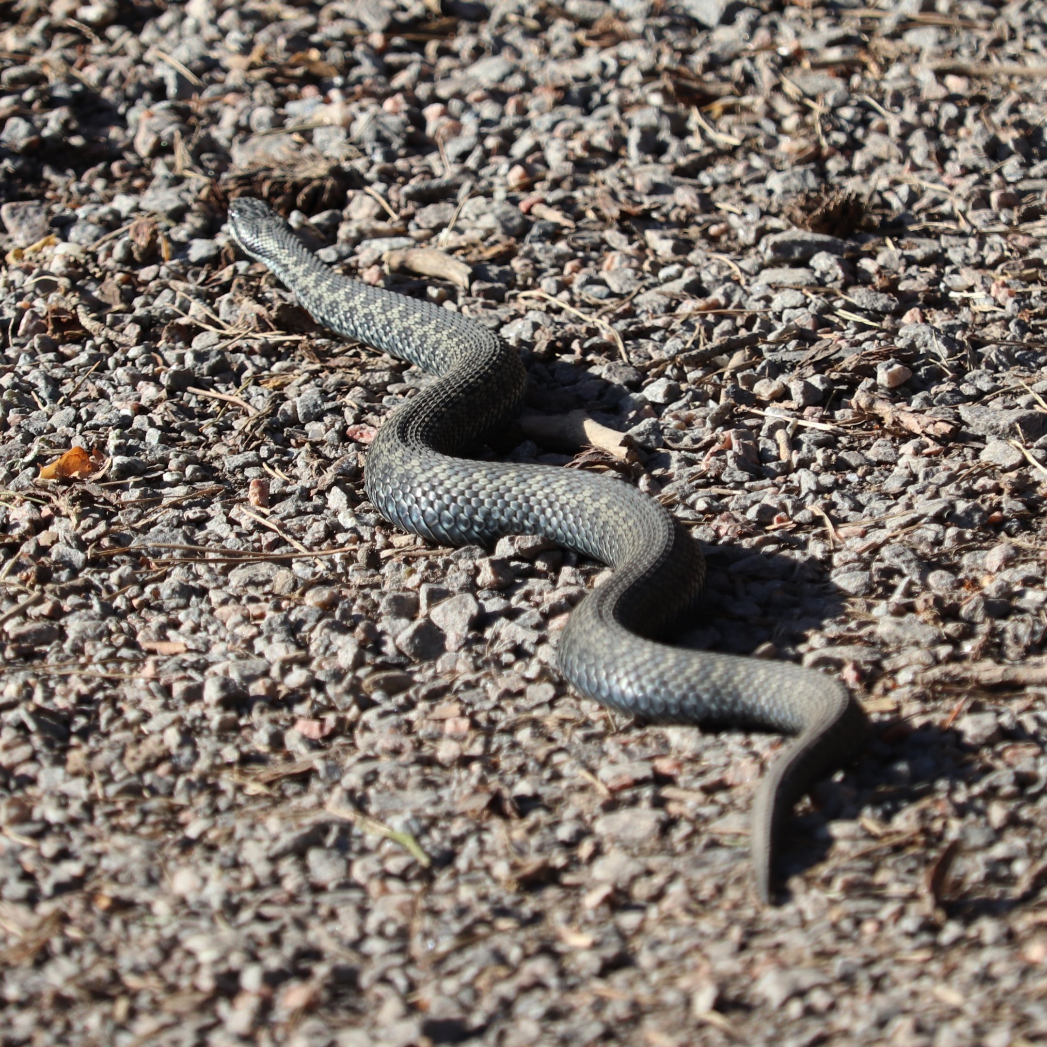 Wild Northern viper (Vipera berus berus) - Gripsholm Deer Field