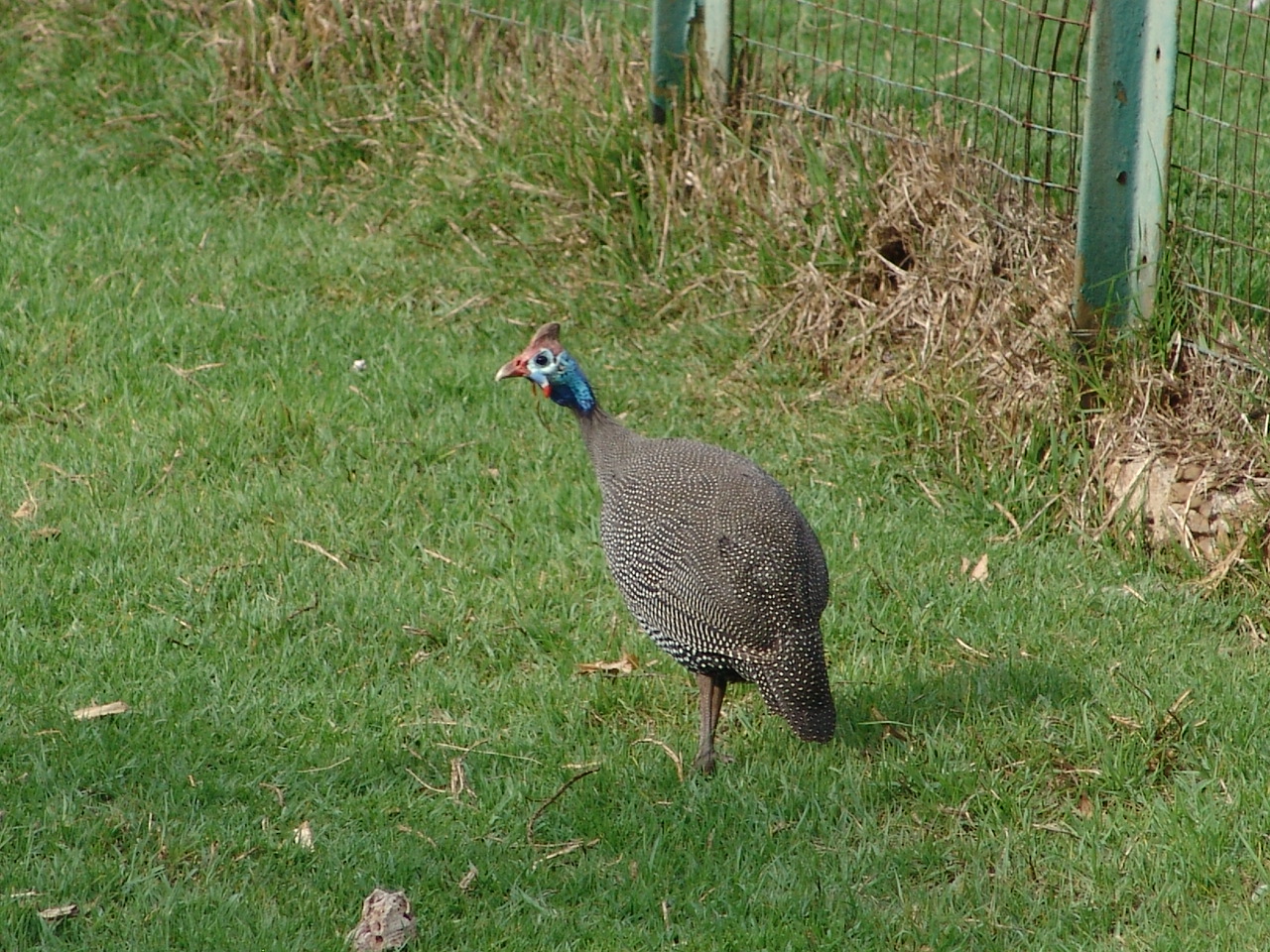 Wild Numida meleagris coronata (Guinea Fowl - subspecies has no common name