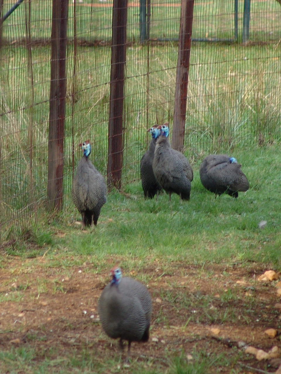 Wild Numida meleagris coronata (Guinea Fowl - subspecies has no common name