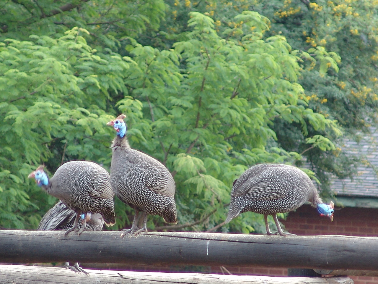 Wild Numida meleagris coronata (Guinea Fowl - subspecies has no common name