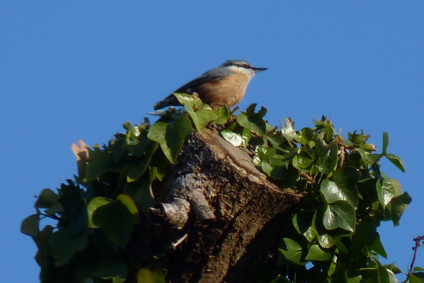 Wild Nuthatch, January 2017