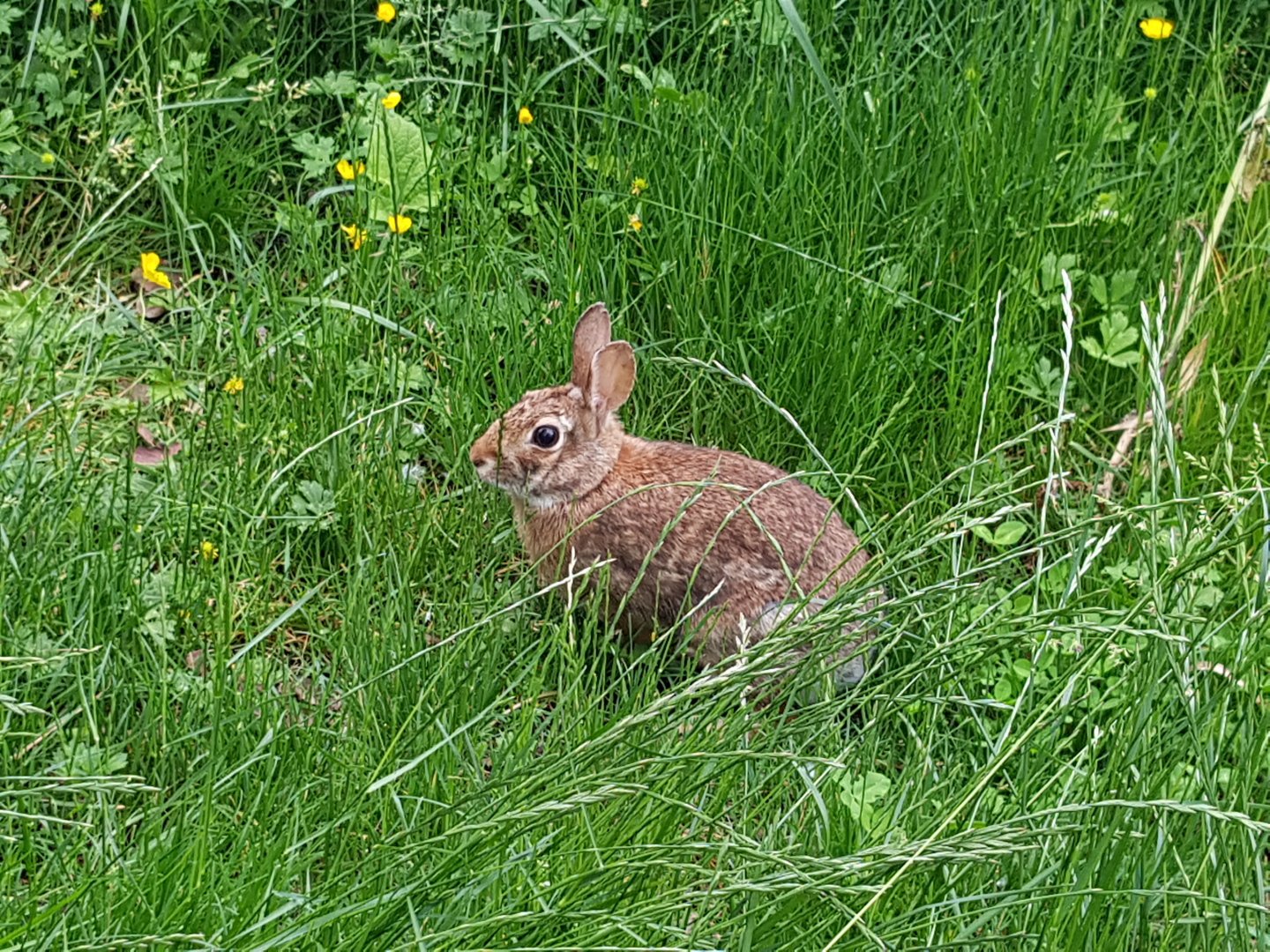 Wild Nuttall's Cottontail Rabbit