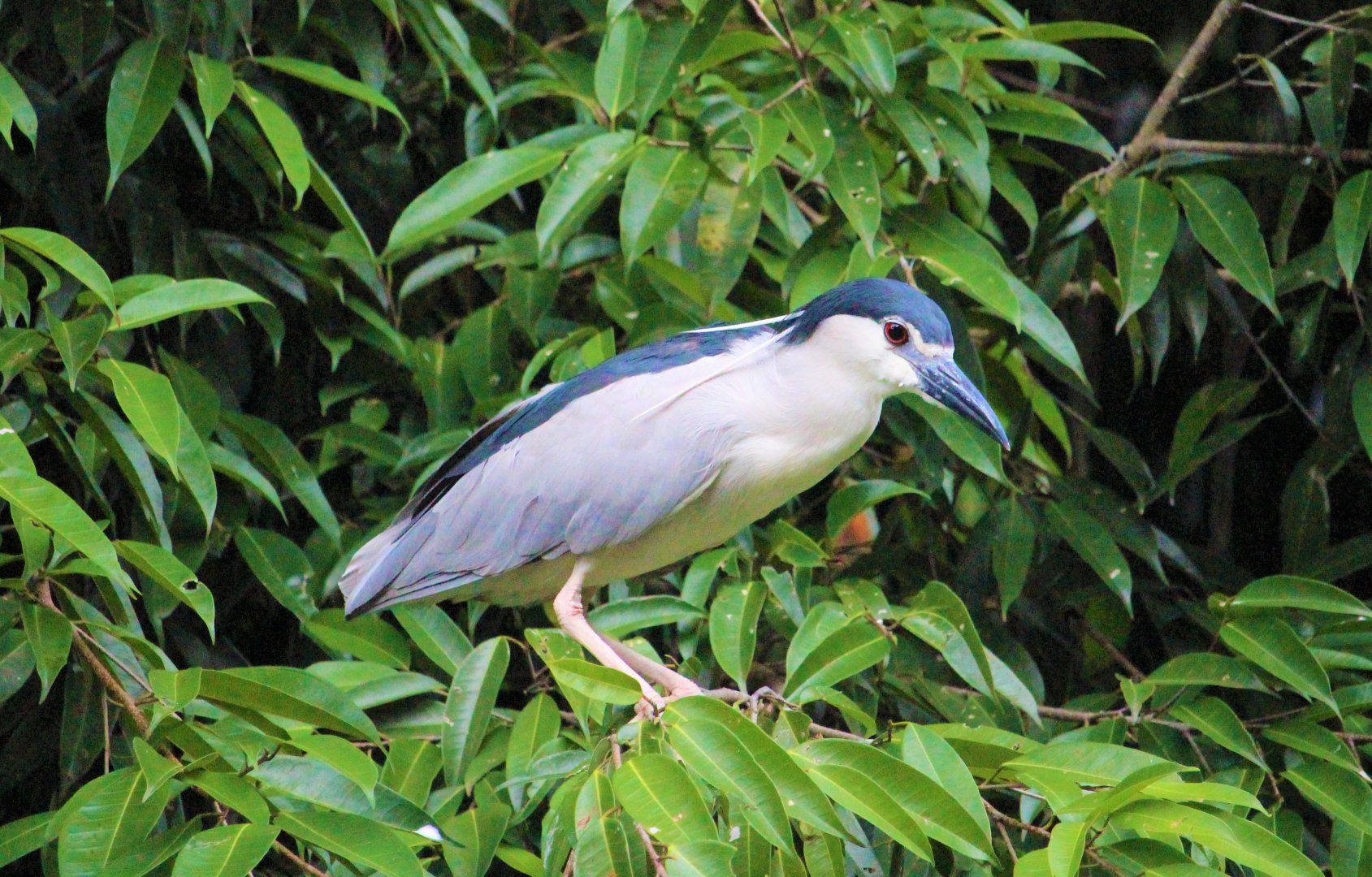 Wild Nycticorax nycticorax / Black-crowned night heron