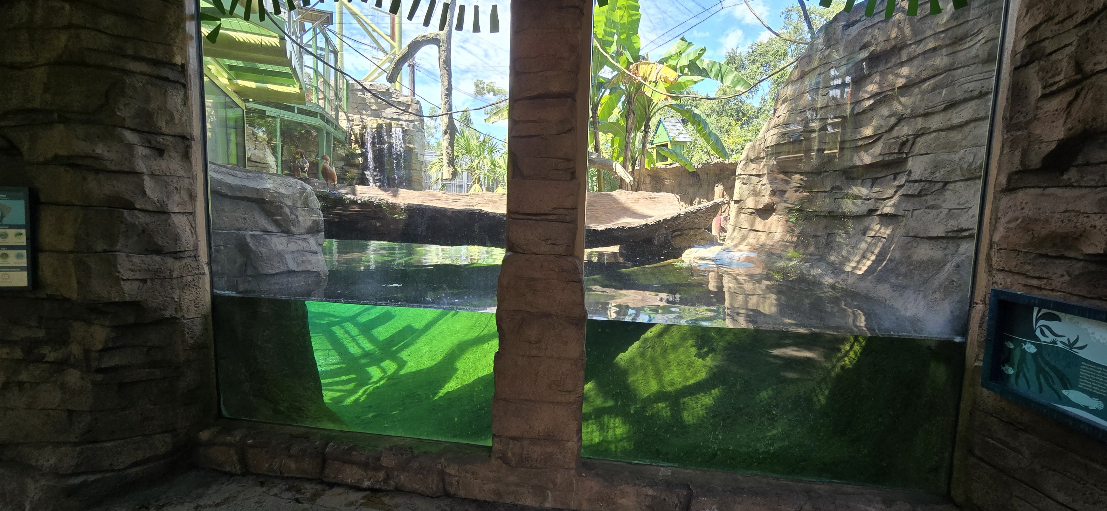 Wild Oasis - Capybara underwater viewing
