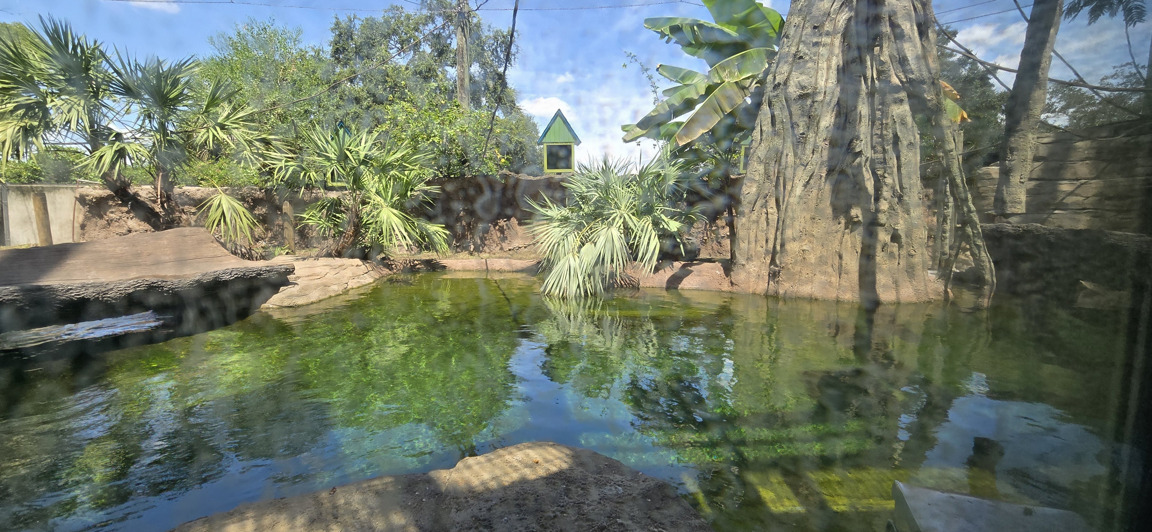 Wild Oasis - Capybara