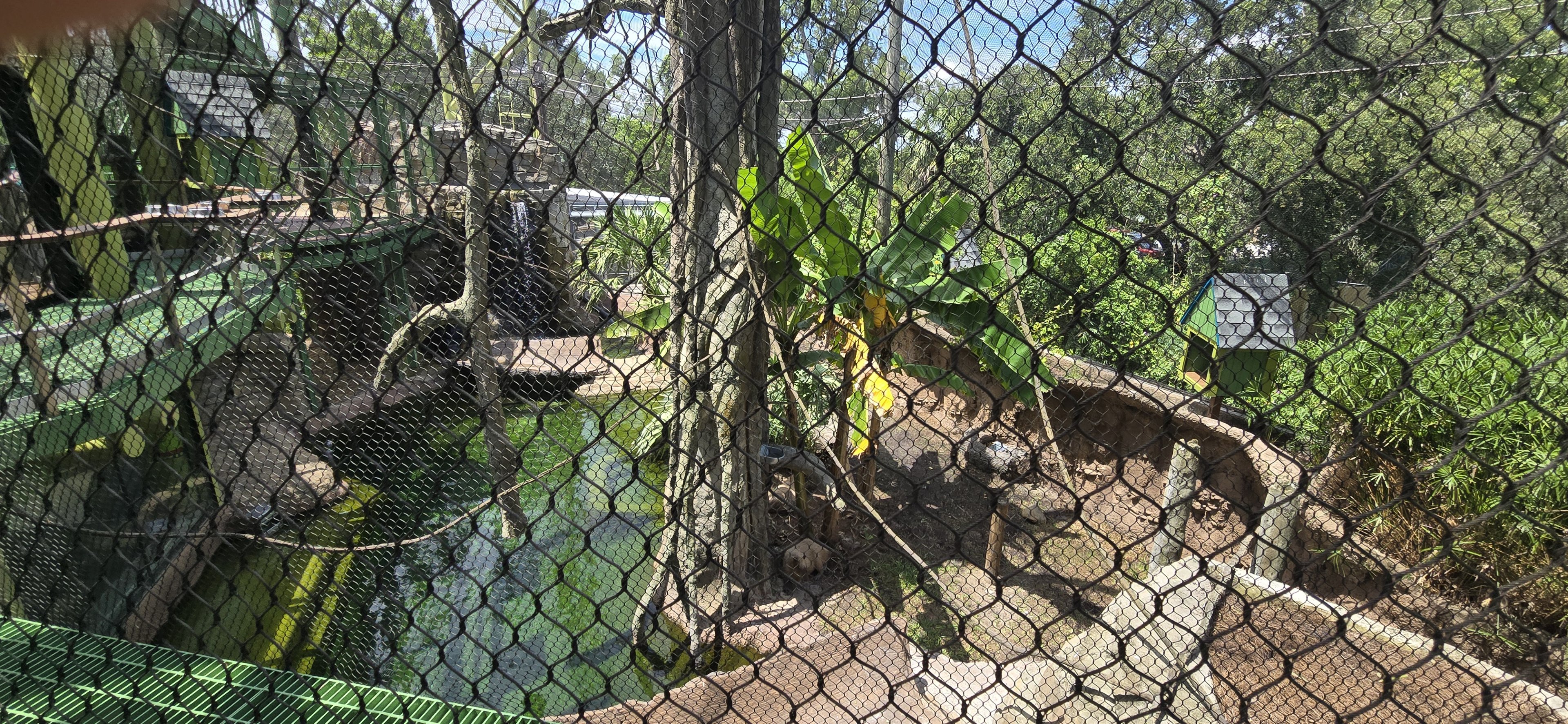 Wild Oasis - Capybara