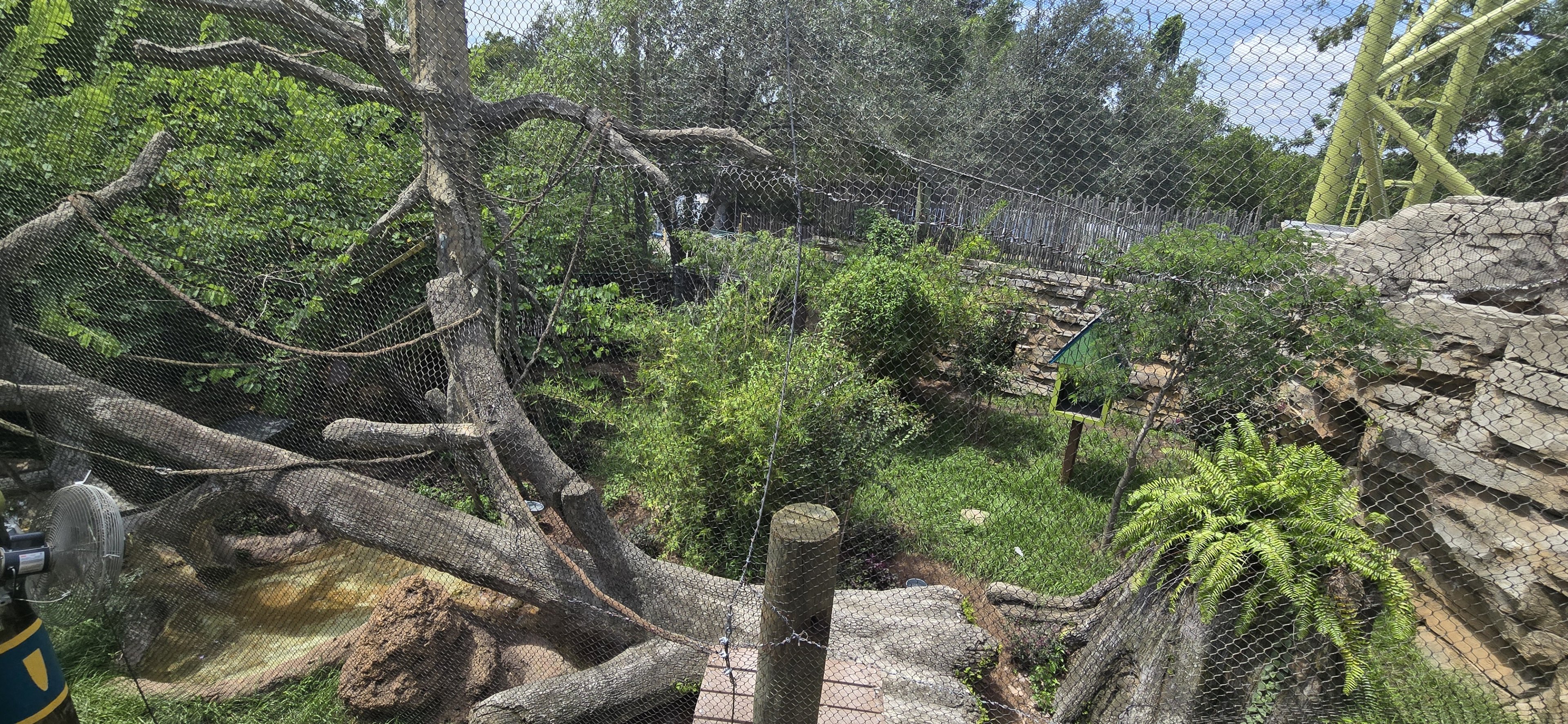 Wild Oasis - Giant anteater (and others)