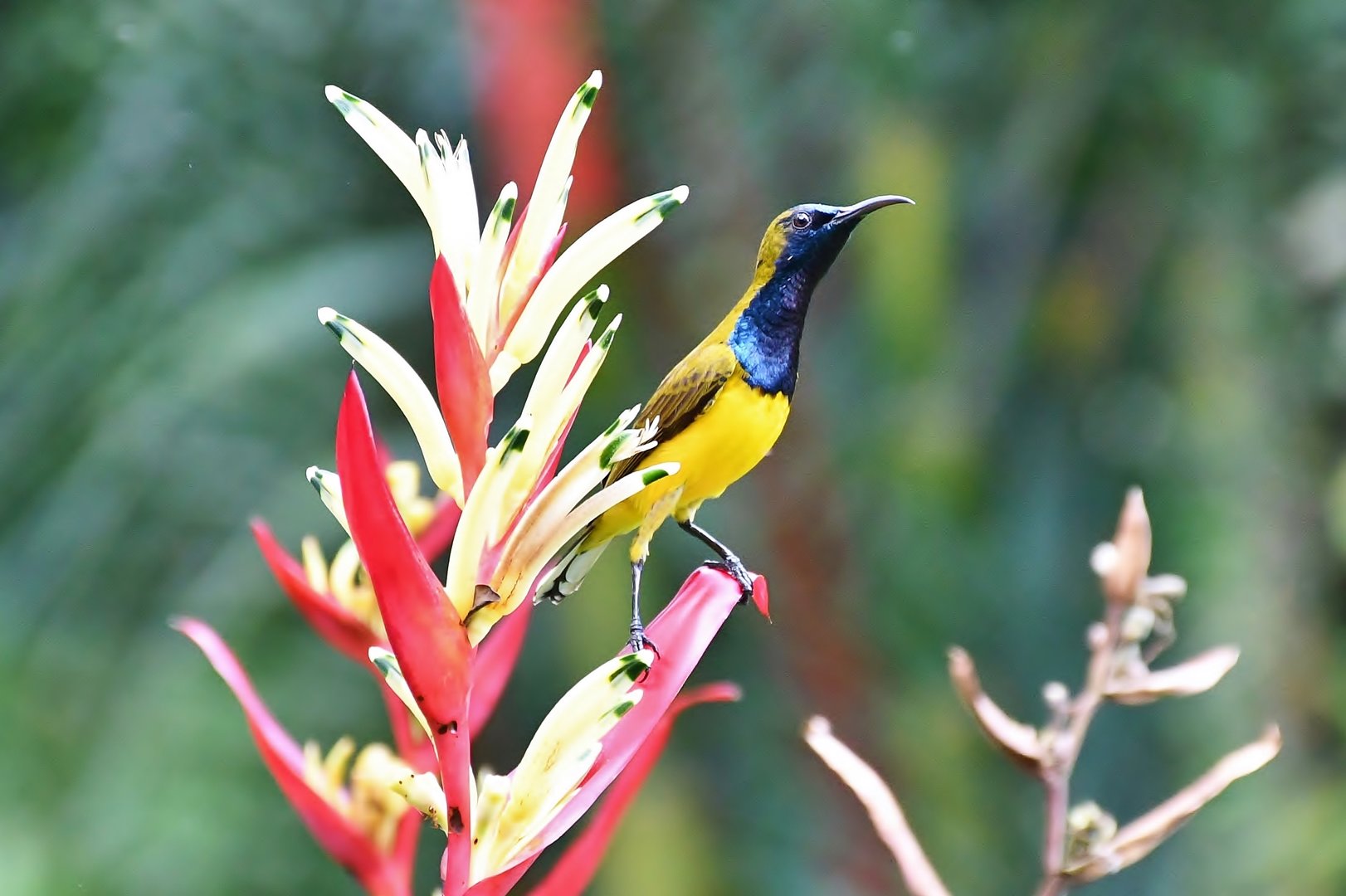 Wild Olive-backed Sunbird (Cinnyris jugularis)