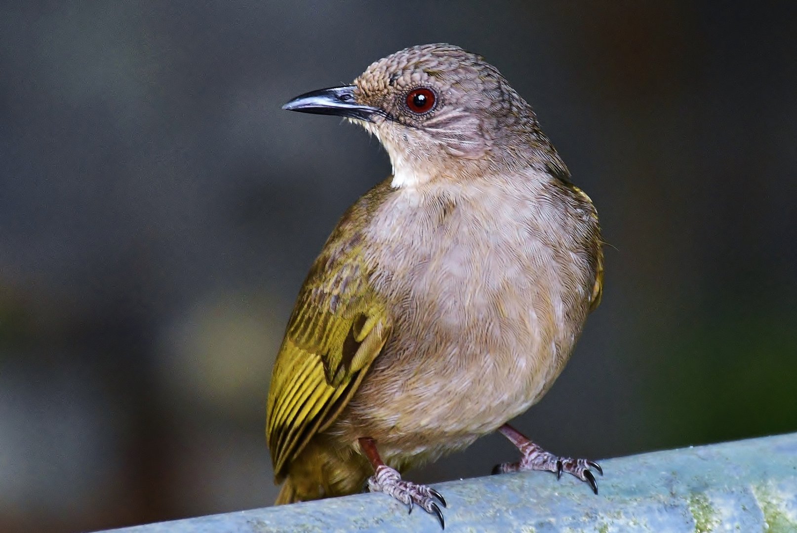 Wild Olive-winged Bulbul (Pycnonotus plumosus)