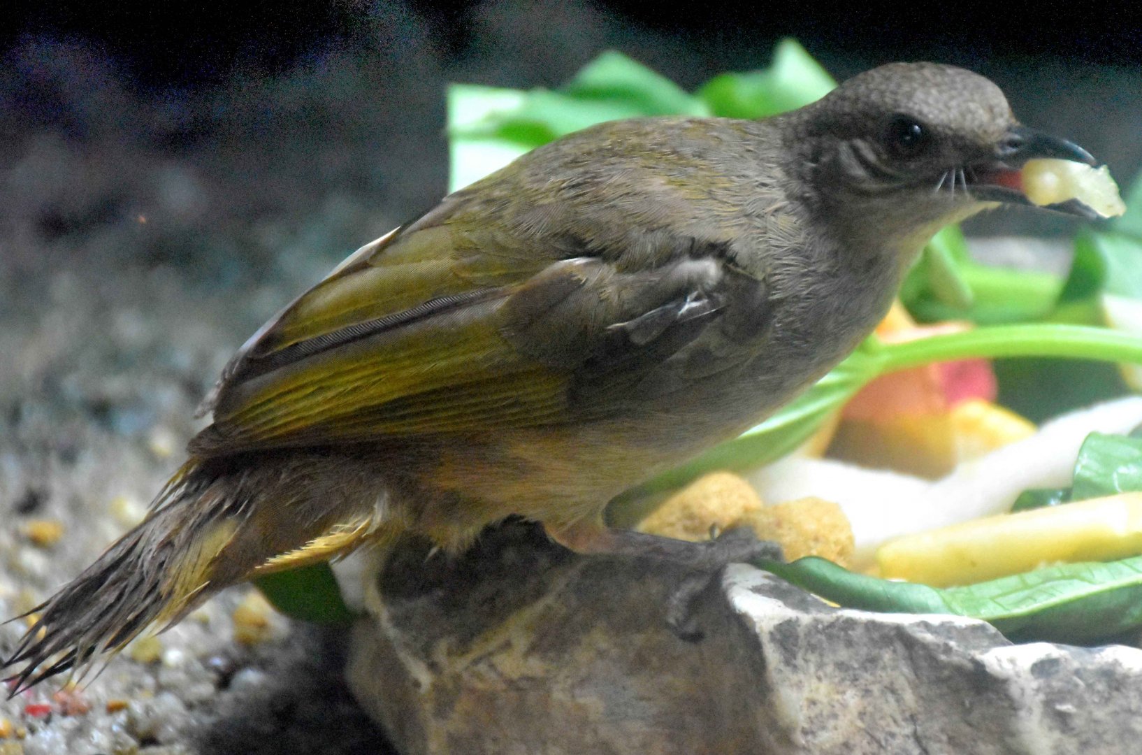 wild Olive-winged Bulbul (Pycnonotus plumosus)