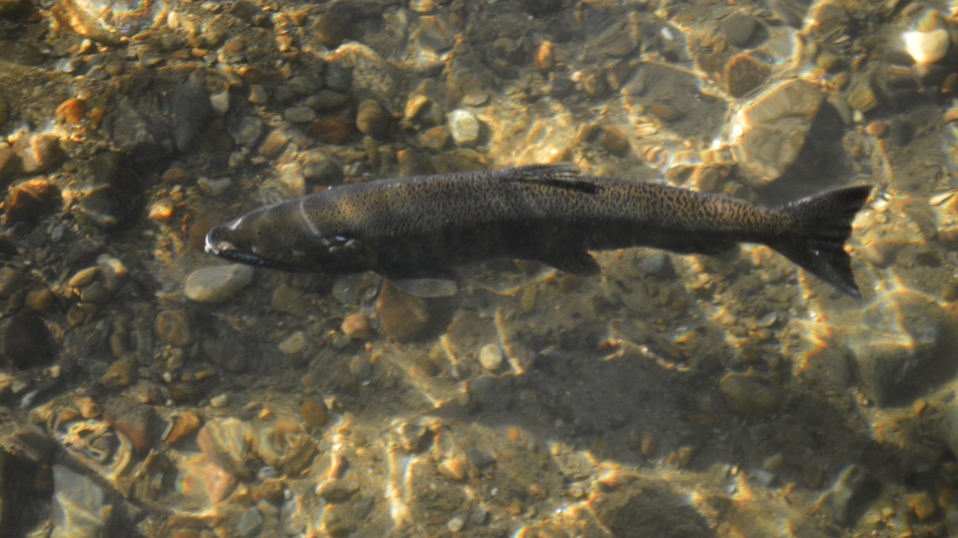 Wild Oncorhynchus tshawytscha - Issaquah Salmon Hatchery