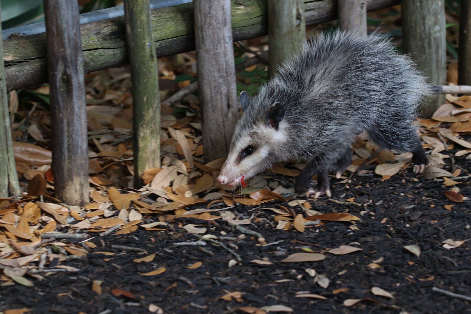 Wild opossum