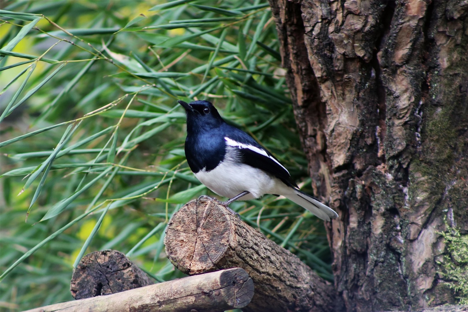 Wild Oriental Magpie-Robin (Copsychus saularis)