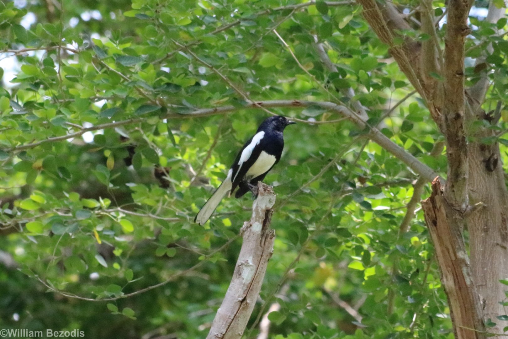 (wild) Oriental Magpie-robin