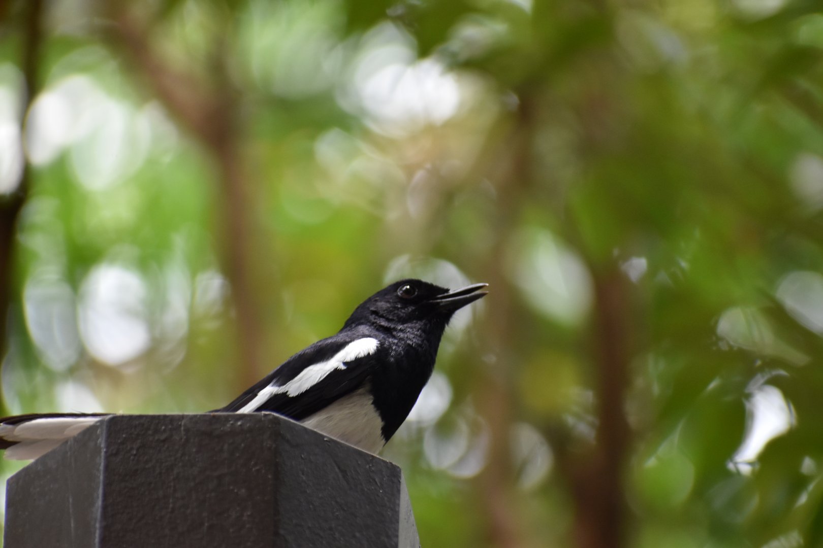 Wild Oriental Magpie Robin