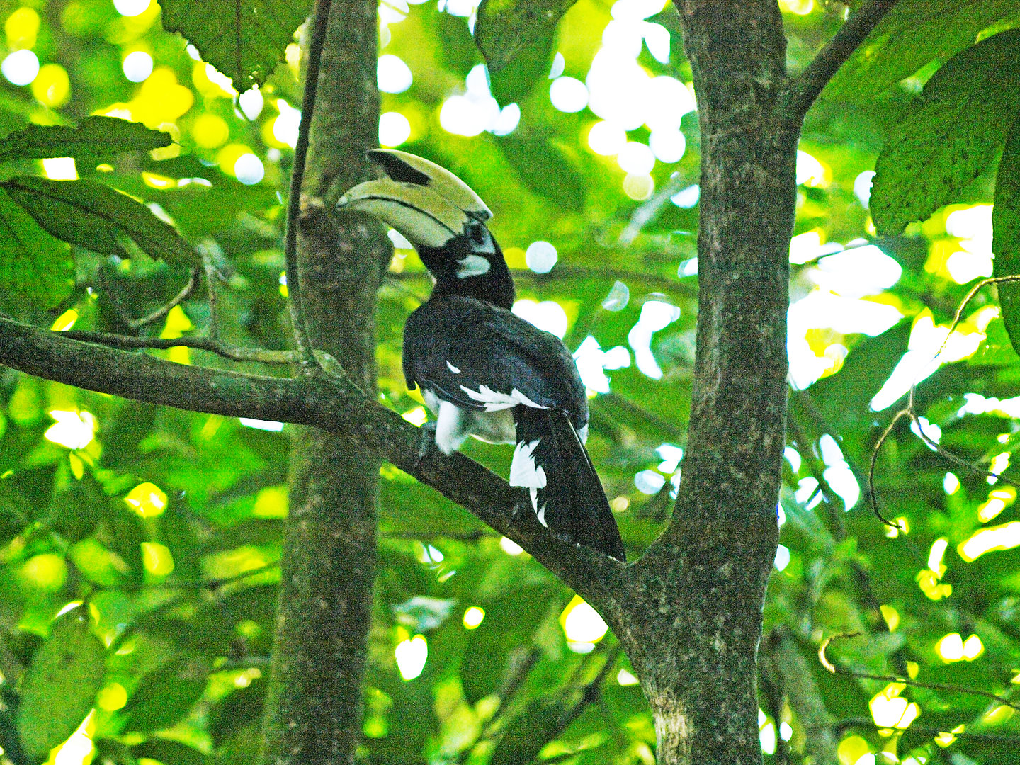 Wild Oriental Pied hornbill