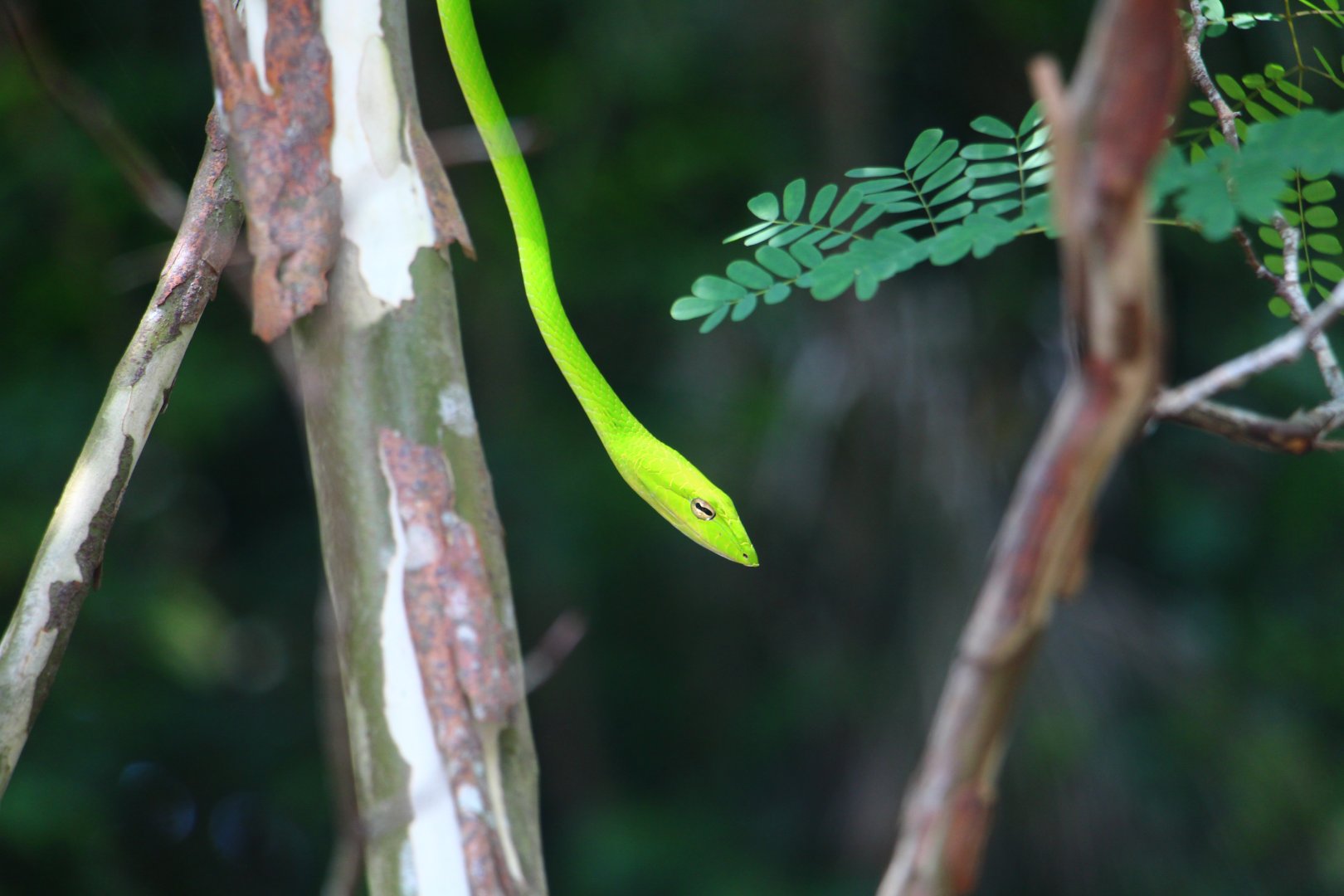 Wild Oriental Whip Snake