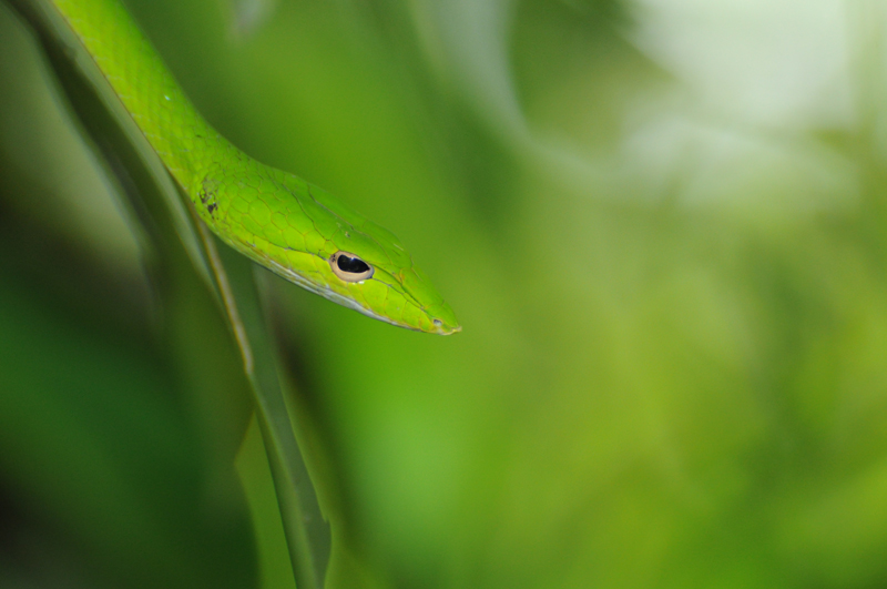 wild oriental whip snake
