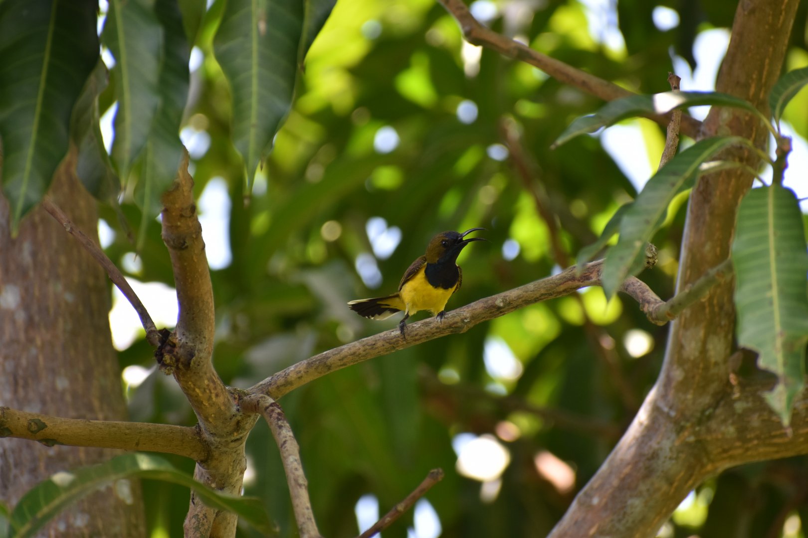 Wild Ornate Sunbird ~ Bird Paradise