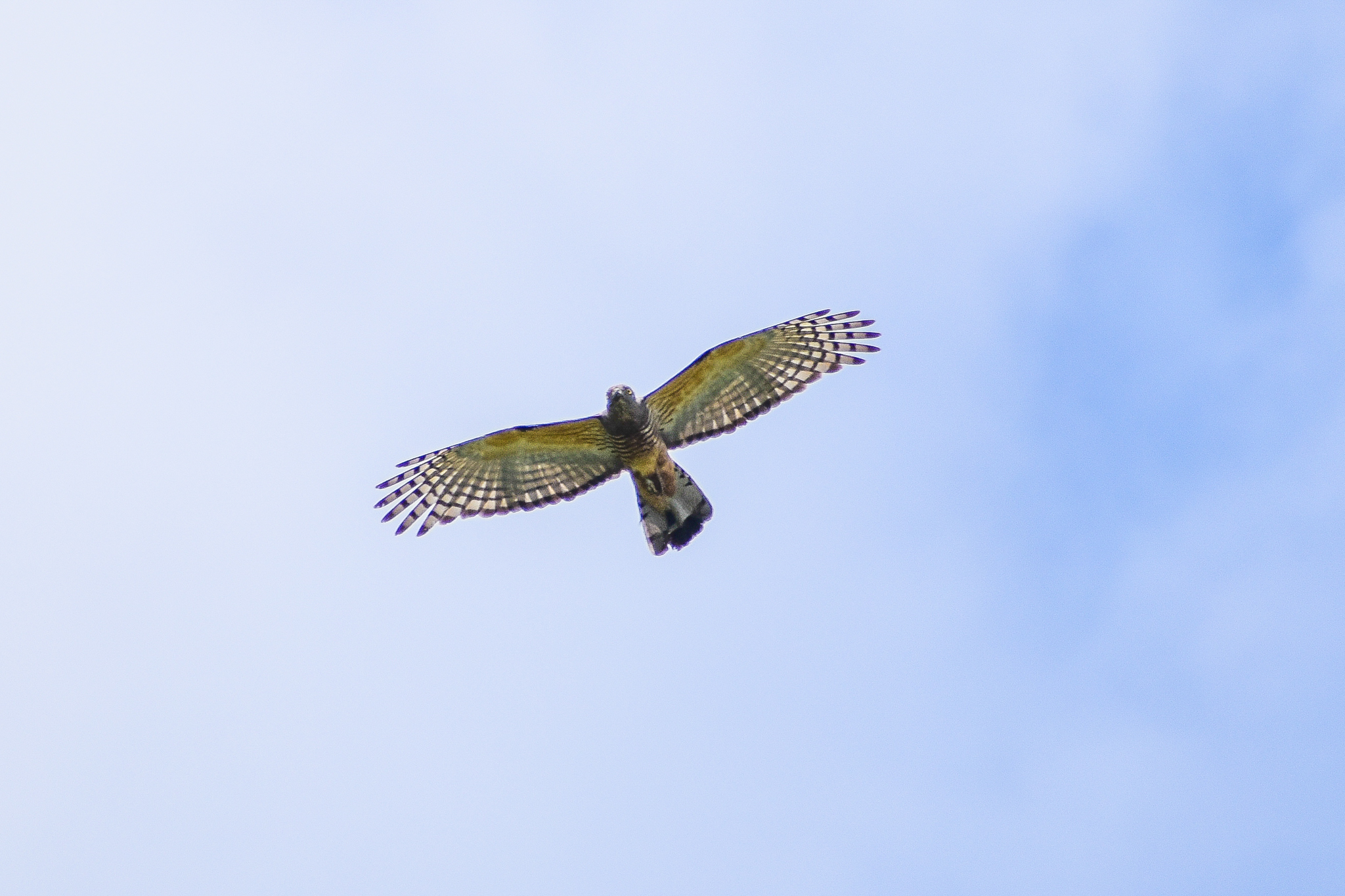wild - Pacific Baza (Aviceda subcristata)