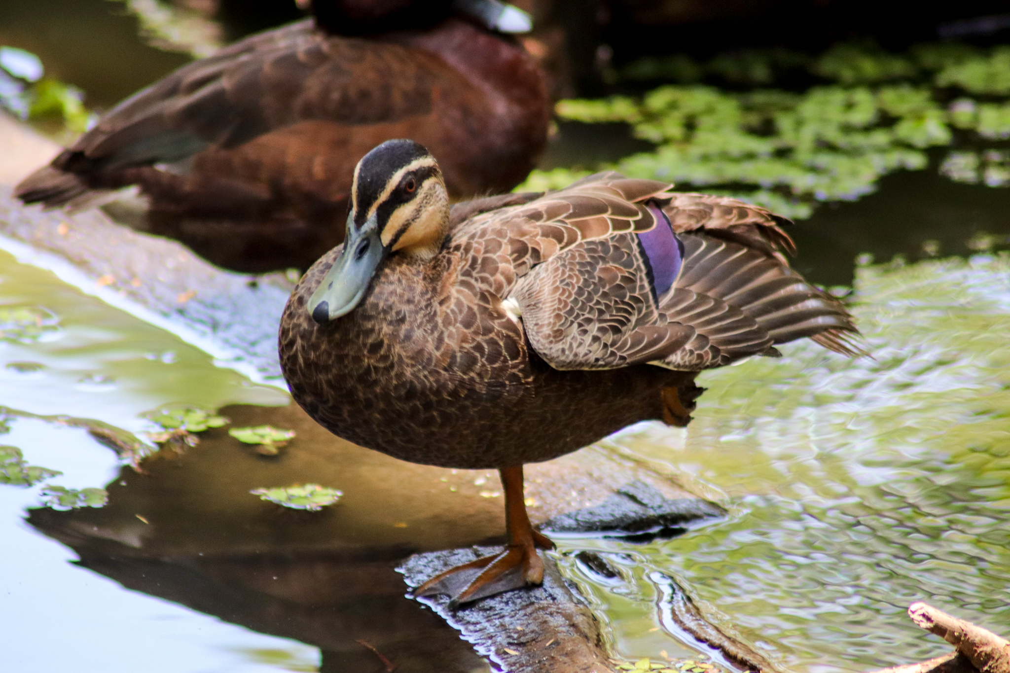 Wild Pacific Black Duck (Anas superciliosa) - January 2020