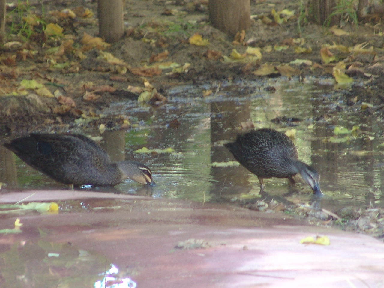 Wild Pacific Black Duck (Anas superciliosa)