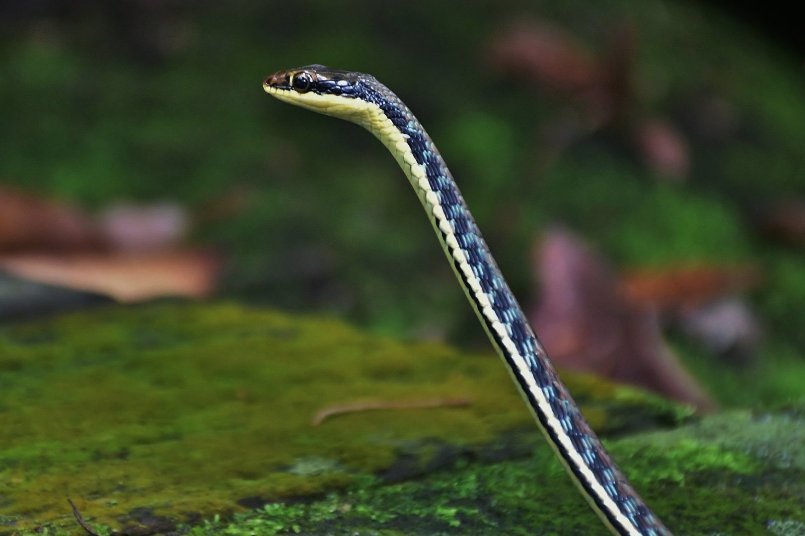 Wild Painted Bronzeback (Dendrelaphis pictus)