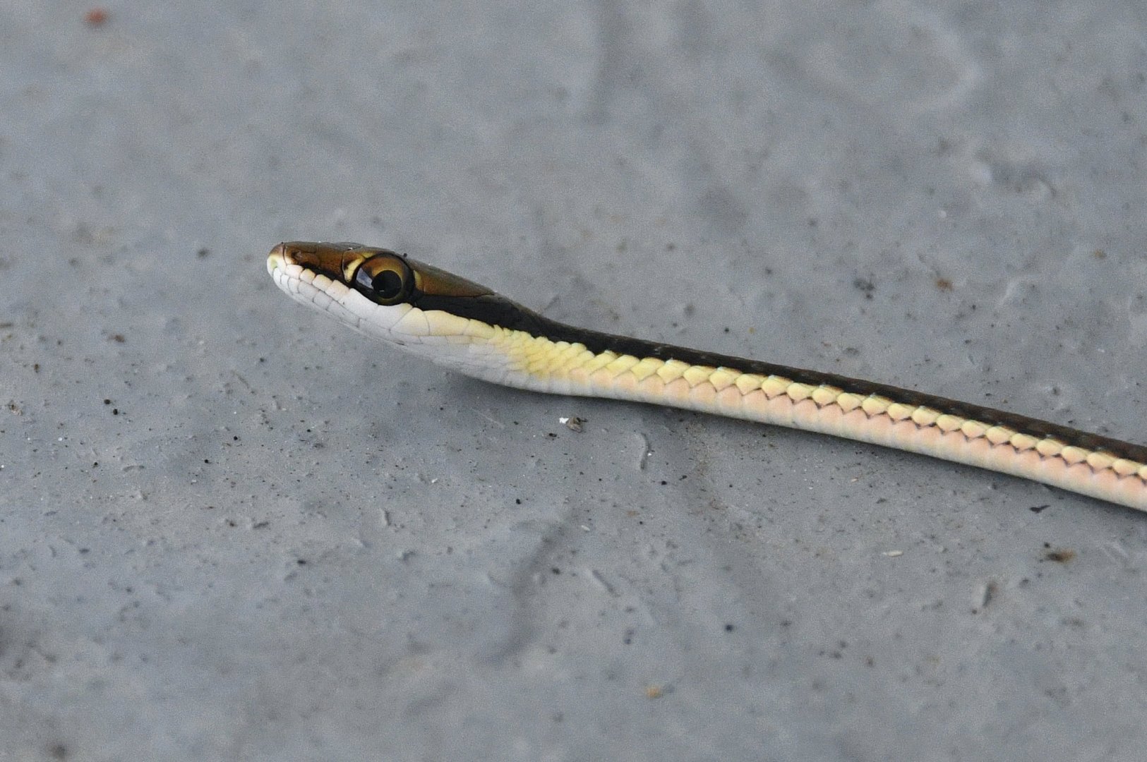 Wild Painted Bronzeback (Dendrelaphis pictus)