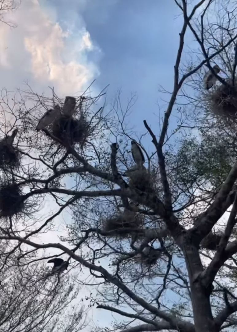 Wild painted stork In nesting season.