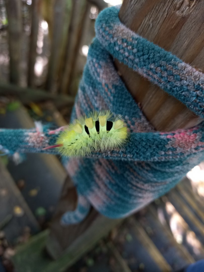 Wild Pale Tussock Caterpillar, October 2021