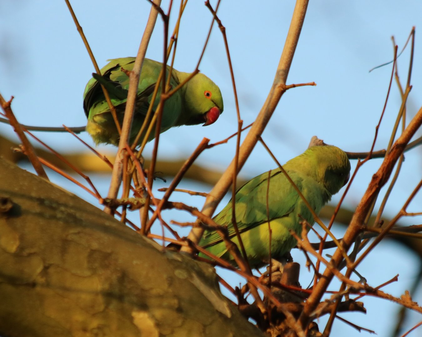 Wild Parakeets