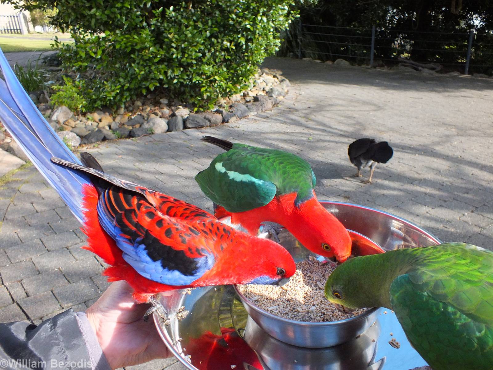 Wild Parrot Feeding - Lamington National Park