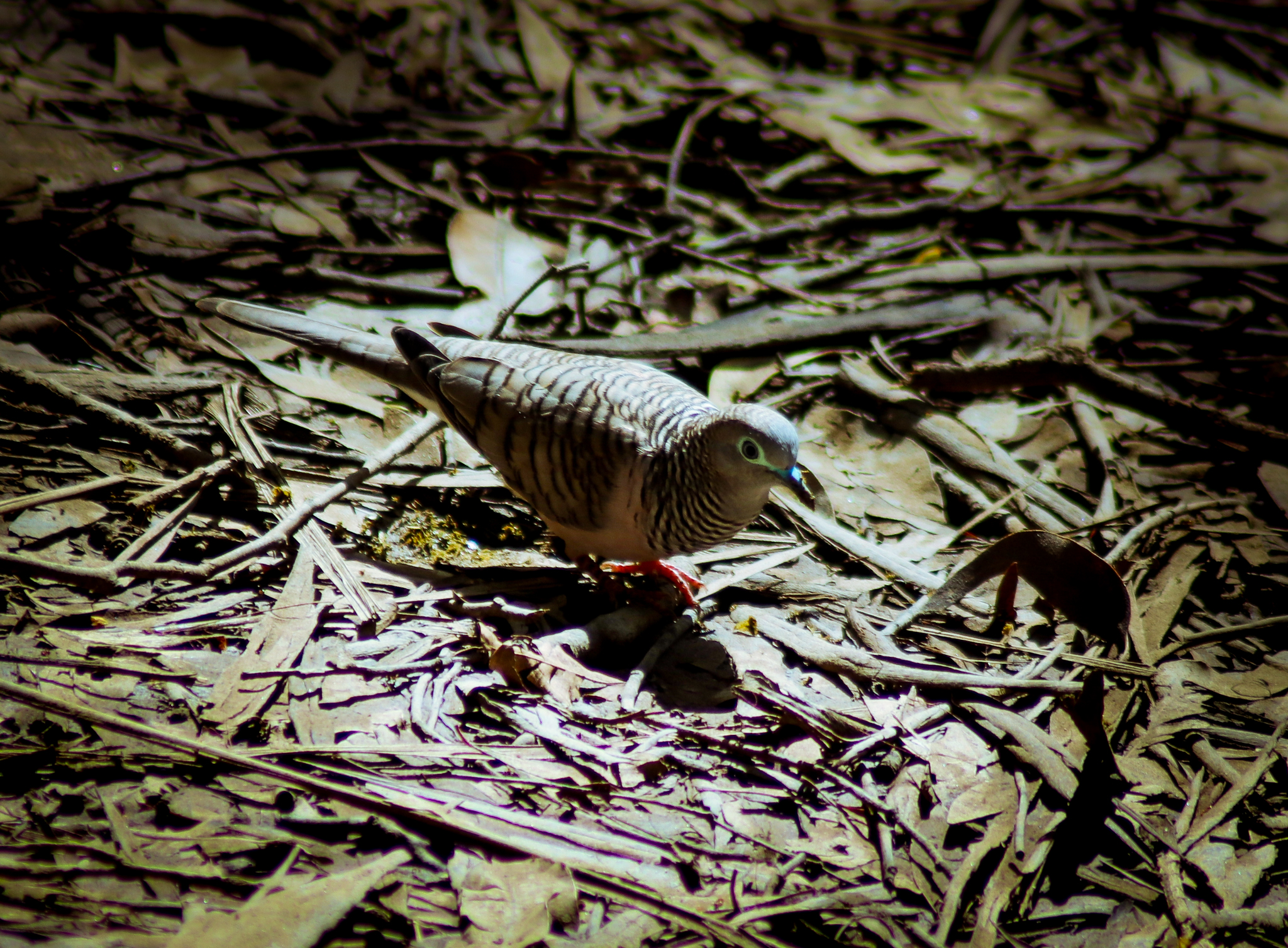 Wild Peaceful Dove (Geopelia placida)