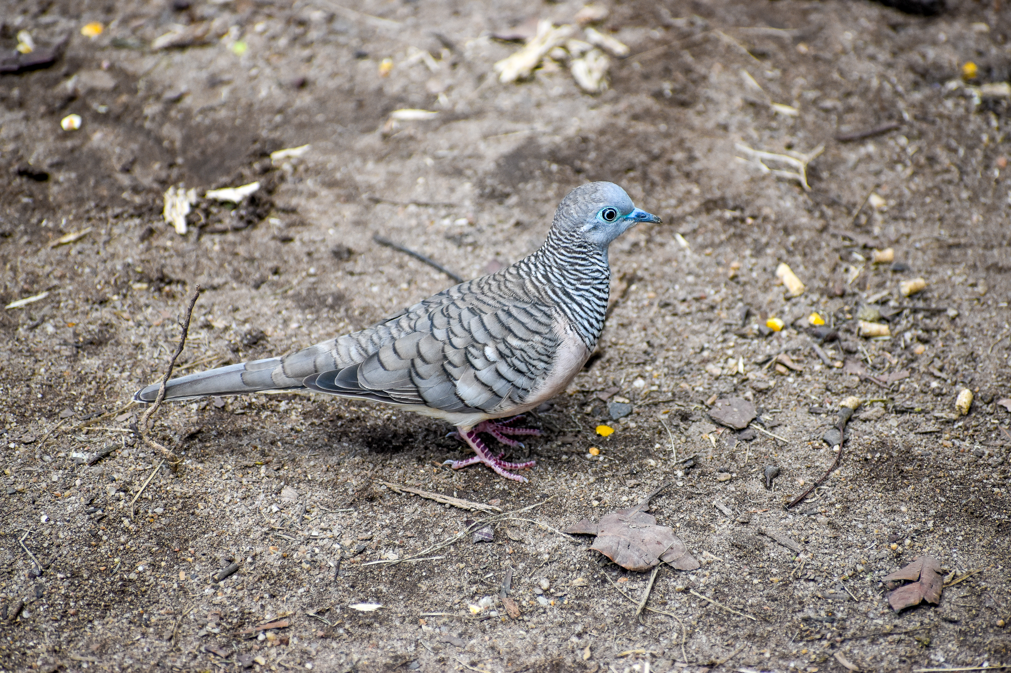 wild - Peaceful Dove