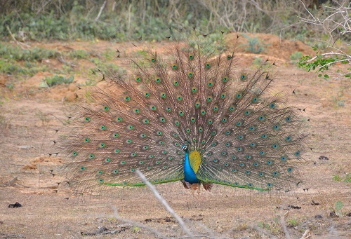 Wild peacock