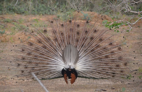 Wild peacock.