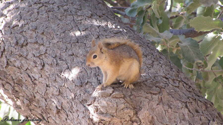 wild Persian squirrels