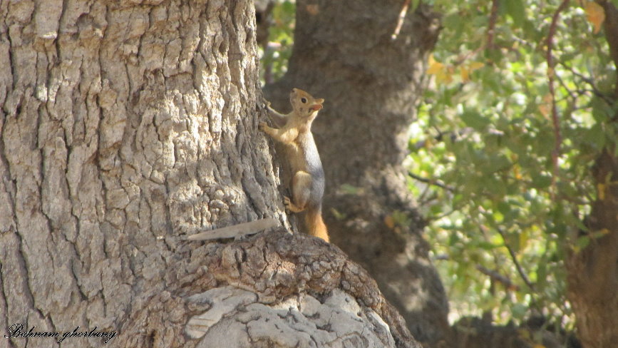 wild Persian squirrels