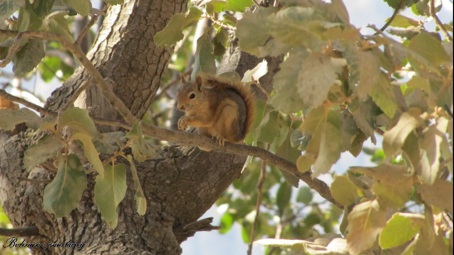 wild Persian squirrels