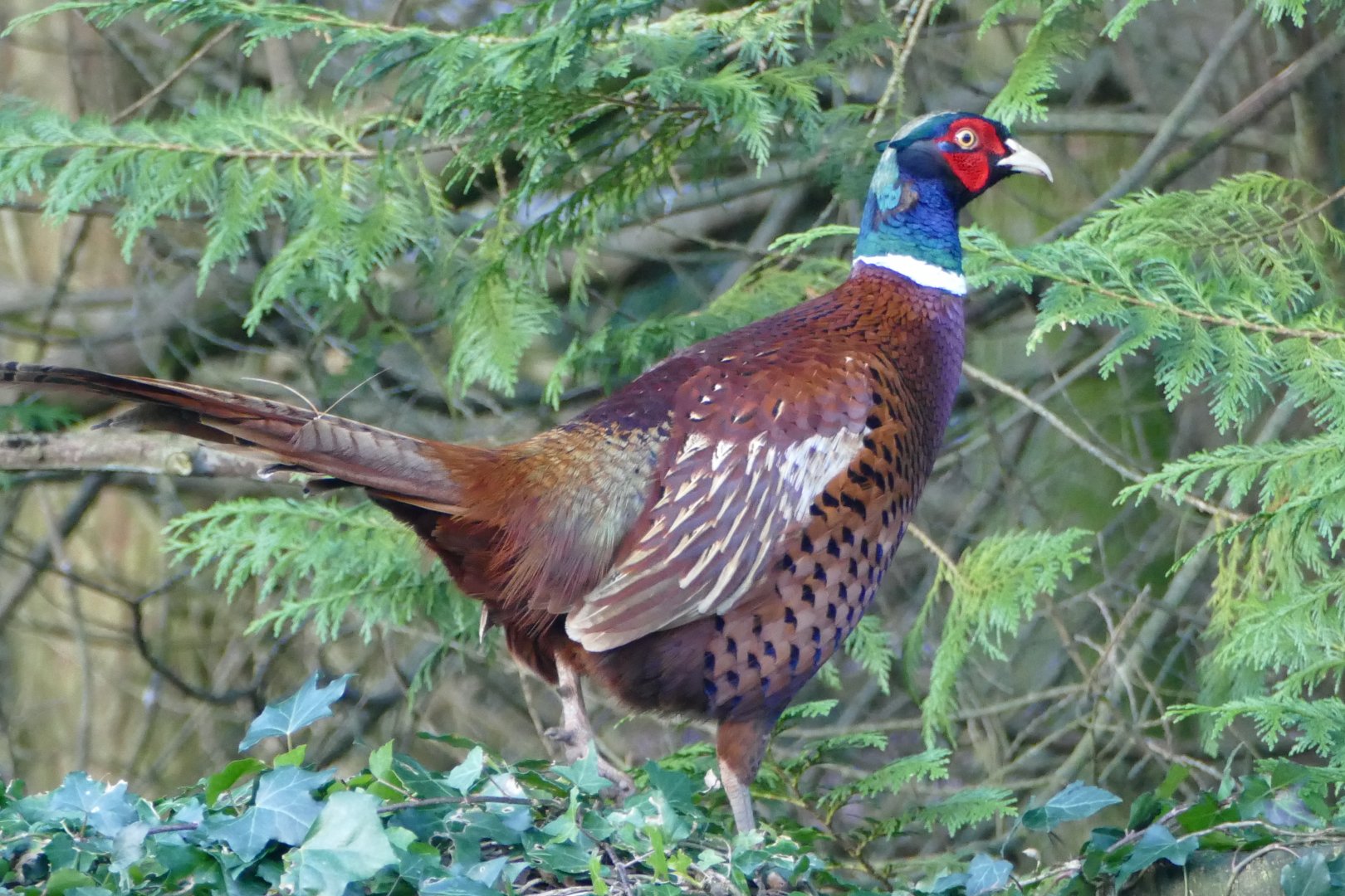Wild Pheasant, February 2018