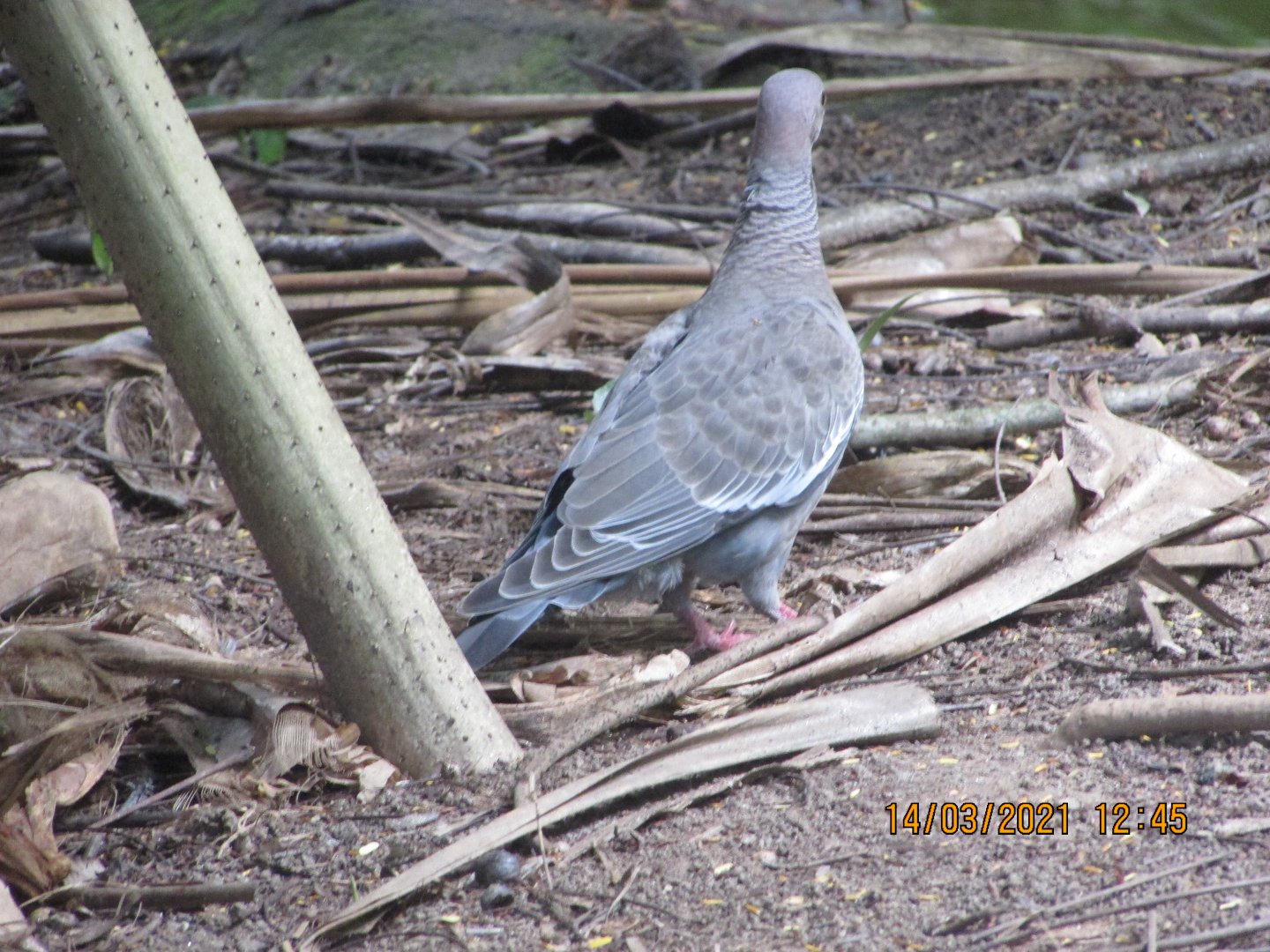 Wild Picazuro pigeon