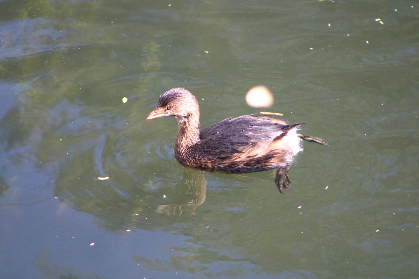 (Wild) Pied-Billed Grebe (Podilymbus podiceps)