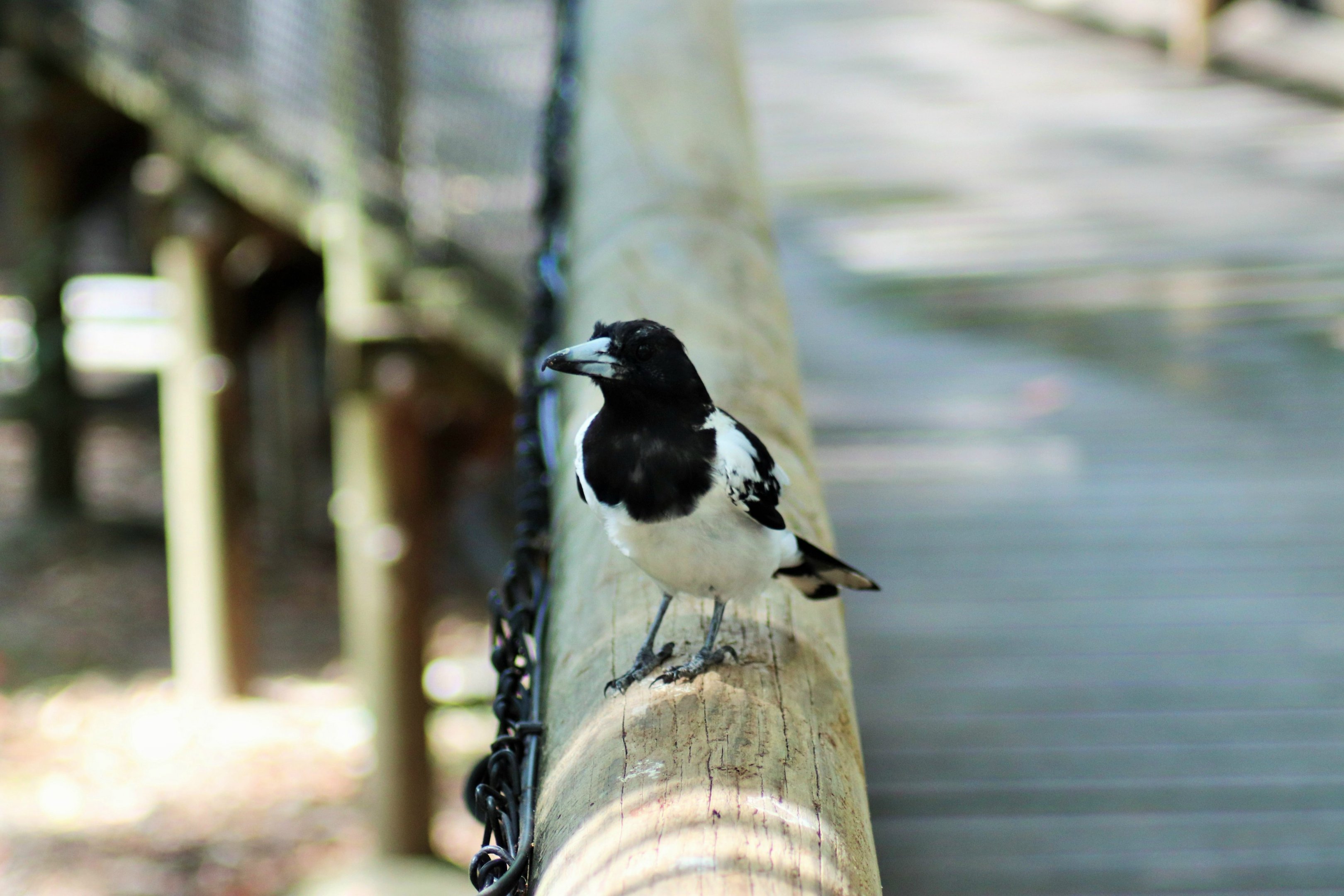Wild Pied Butcherbird (Cracticus nigrogularis)