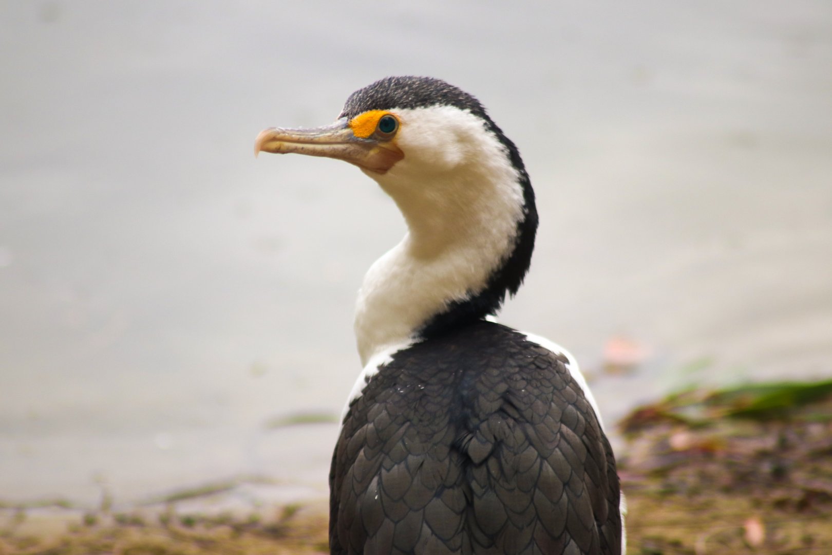 Wild Pied Cormorant (Phalacrocorax varius)