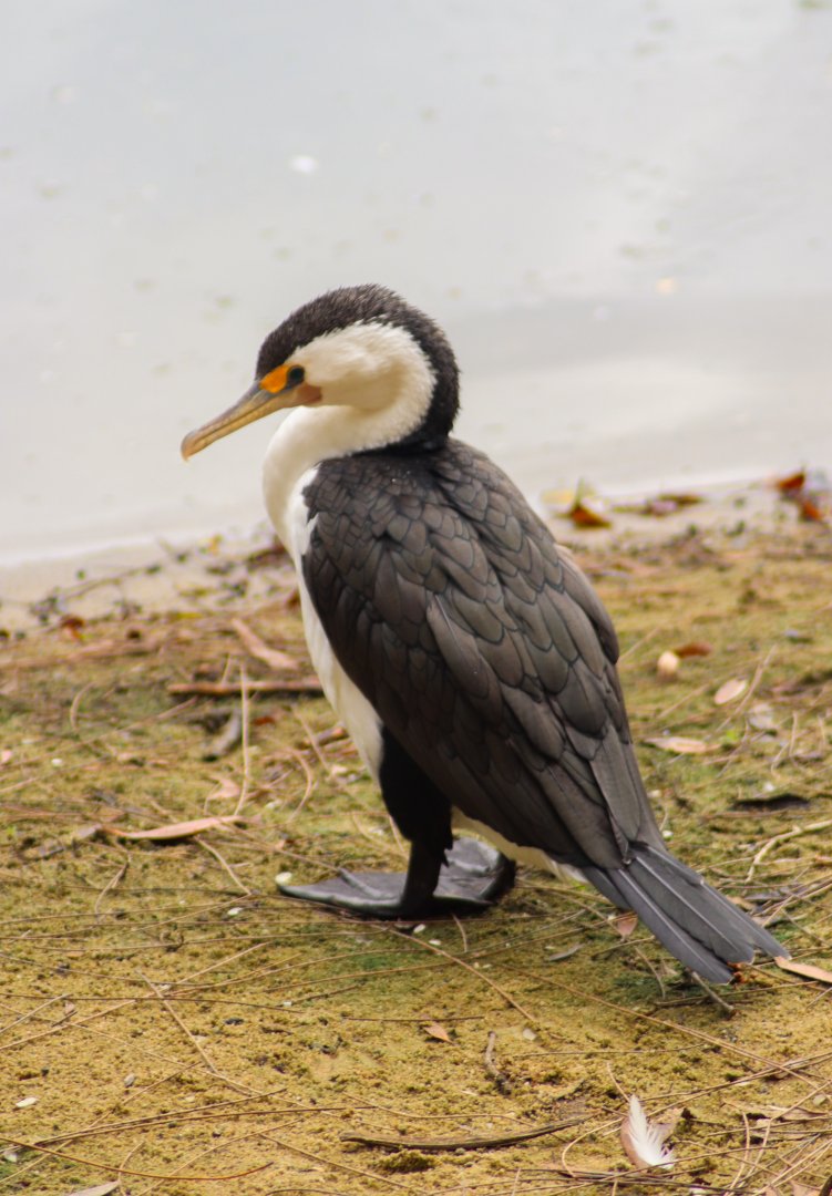 Wild Pied Cormorant (Phalacrocorax varius)