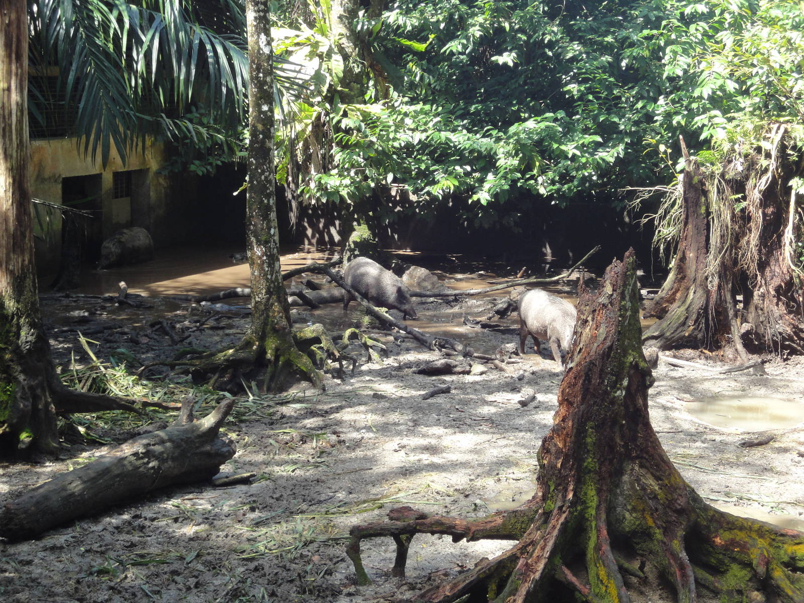 Wild Pig Enclosure